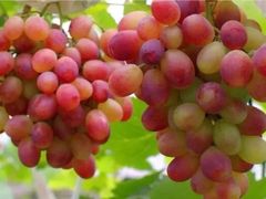 -马陆小张葡萄园农家乐