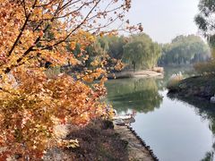 -大兴滨河森林公园