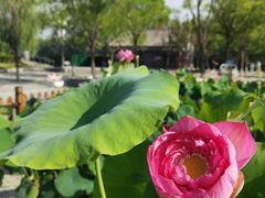 -莲花池公园