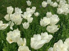 -上海鲜花港