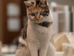 -Again Coffee Roaster(香蜜湖店)