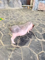 -Zoolung Zoolung动物主题公园(海信广场店)