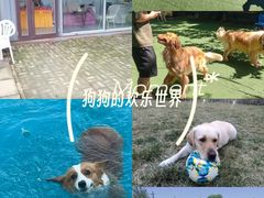 -宠物寄养训练学校