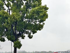 -鹅湖玫瑰文化园