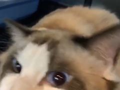 -PETKIT 小佩宠物·低压洗护·美容·寄养(安远店)