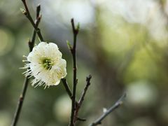 -杭州植物园