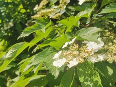 -黑龙江省森林植物园