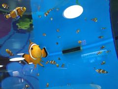 -瑞普利水族馆
