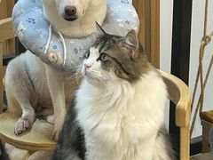 -柴迷FANS CLUB·柴犬狗咖·猫咖
