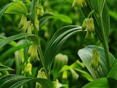 -国家植物园南园