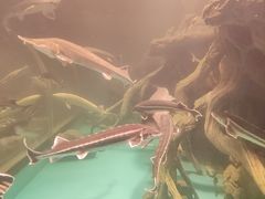 -乌鲁木齐海洋馆