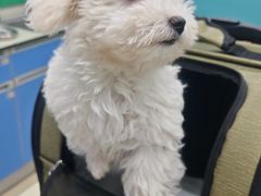 -瑞派动物医院·猫专科·至诚(江南中分院)