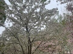 -泰丰公园