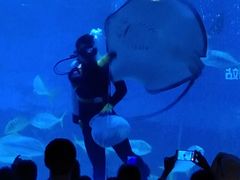 -烟台海昌鲸鲨海洋公园