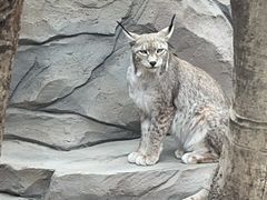 -青藏高原野生动物园