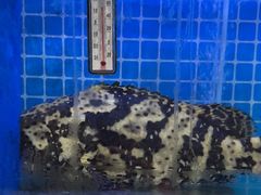 -前王院•巧克力海鲜市集餐厅(万平口店)