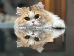-猫大福·Fortune Cat猫舍(百子湾店)