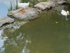 -莲花池公园