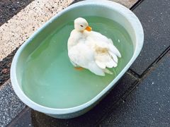 -溪岸路花鸟市场