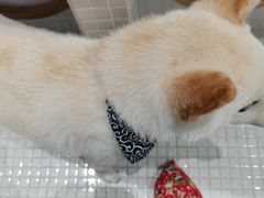 -柴务处·柴犬主题狗咖