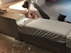 -浣熊柯尔鸭土拨鼠·电玩咖