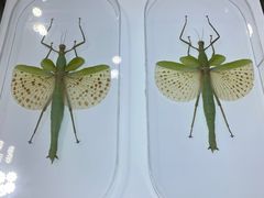 -上海昆虫博物馆