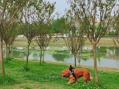 -两河城市森林公园