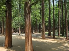-日照海滨国家森林公园