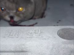 -瑞鹏宠物医院·宠保定点·心脏科·内科(御桥分院)