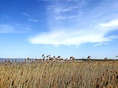 -上海吴淞炮台湾国家湿地公园