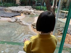 与白虎共餐-白虎自助餐厅·真老虎·景观自助餐厅(广州长隆酒店)