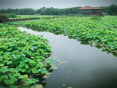 -荷塘月色湿地公园·向阳花洲