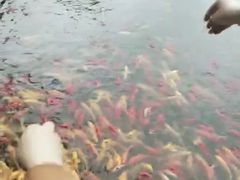 -武汉紫薇都市田园