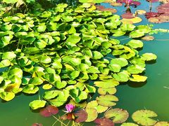 -国家植物园南园