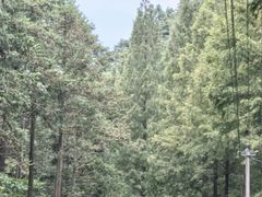 -天目山大树王景区