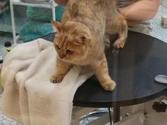 -momokira米努特·德文卷毛猫·棉花面纱犬