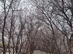 -桃花堤公园