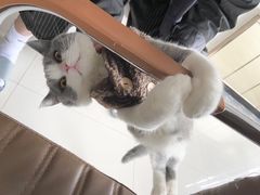 -袖虎·猫馆(体育西路店)