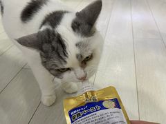 -喵的天空名猫咖啡馆·撸猫·猫舍·用品