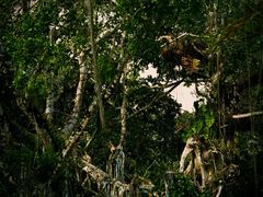 -热带雨林自然公园