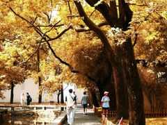 -西园戒幢律寺