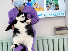 -北京观赏动物医院·24小时大型综合·猫专科·异宠专科