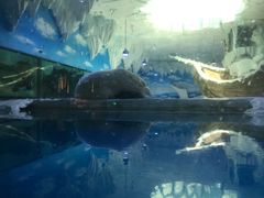 -芜湖新华联大白鲸海洋公园