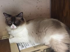 -猫色咖啡·猫咖