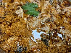 -川渔居—鱼火锅(八方汇店)