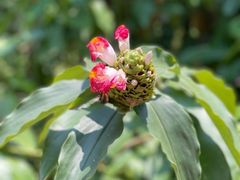 -中国科学院西双版纳热带植物园