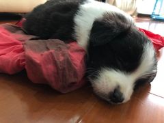 -翊宠yipet猫狗购宠庄园犬舍•猫舍