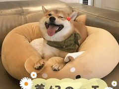 -Husky Go! 哈士奇体验馆·宠物咖啡厅狗咖