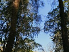 -南宁良凤江国家森林公园