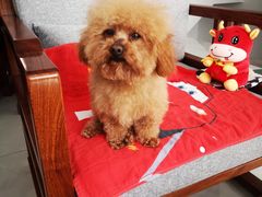 -宠福鑫康馨动物医院·骨科·眼科